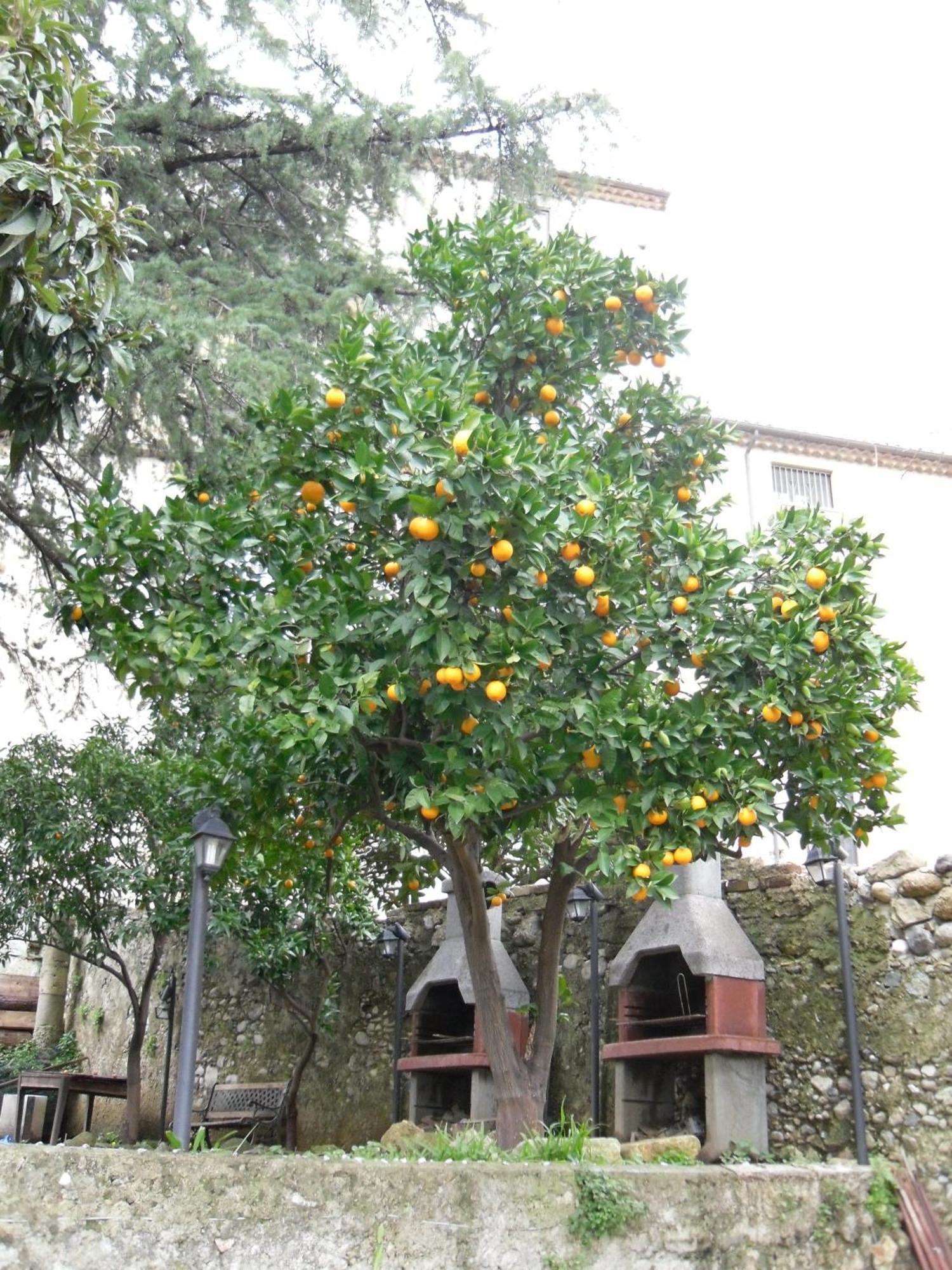 Old Garden Bed & Breakfast Cosenza Exterior photo